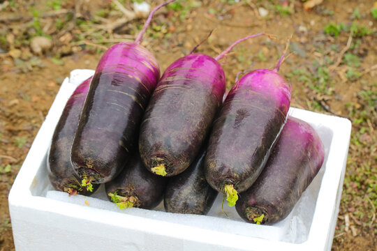 Fresh Purple Radishes from Shandong Farm Harvest in White Container