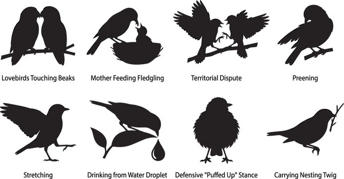 Bird behavior vector silhouette icons set featuring various natural avian poses feeding nesting preening and stretching on white background