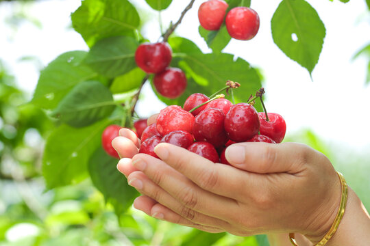 Fresh Red Cherries in Cupped Hands - Organic Fruit Harvest from Tree
