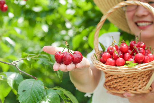 Fresh Cherry Picking in Shandong Yantai Orchard - Woman Harvesting Early Summer Fruit with Traditional Basket