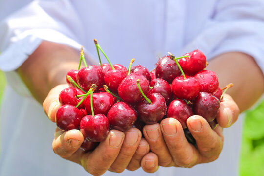 Fresh Red Cherries from Shandong Held in Hands - Beautiful Summer Fruit Harvest