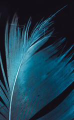 A close-up shot of a single teal feather against a dark background. The delicate barbs of the feather are clearly visible, creating a soft, ethereal texture. © Mateusz
