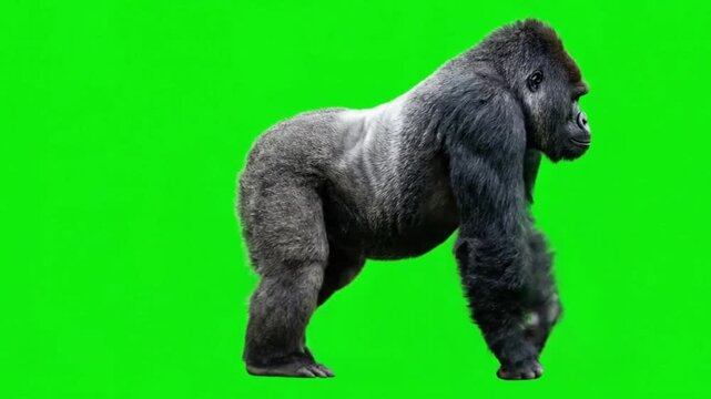 Animal Video of Gorillas are walking on the green screen background.
