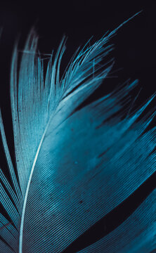 A close-up shot of a single teal feather against a dark background. The delicate barbs of the feather are clearly visible, creating a soft, ethereal texture.