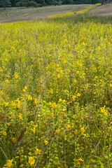 Fototapeta premium Rural landscape with wild flowers in meadow. Thuringia former German Democratic Republic. Near Oberhof