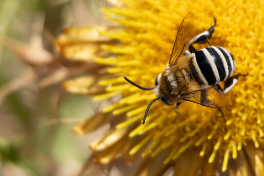A blue-banded bee gathering nectar on a bright yellow flower.