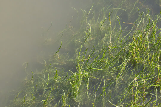 Vibrant green Salicornia plants submerged in shallow, murky water.