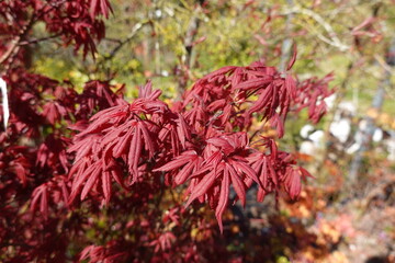 Fototapeta premium Red japanese maple tree leaves in autumn