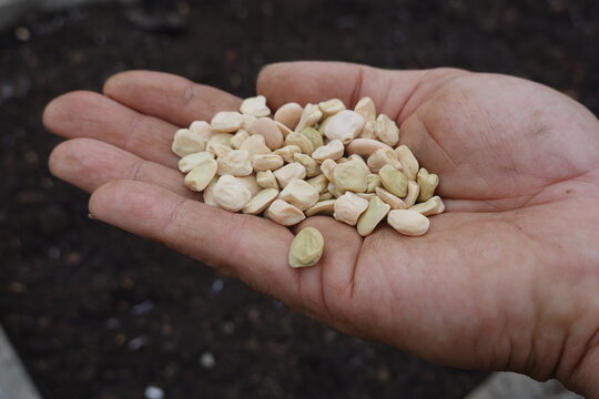 Hand holding grass pea seeds for sowing