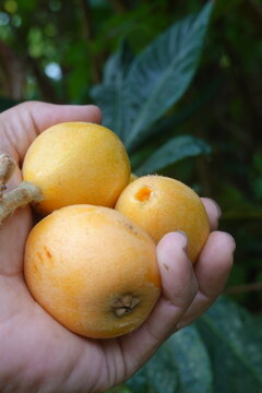 Hand holding fresh loquat fruits, symbolizing natural harvest, healthy eating, and sweet organic produce