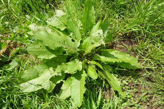 Curly dock plant (rumex crispus) spreading its broad green leaves in a sunny meadow environment