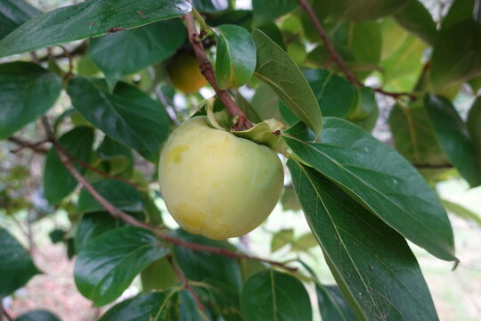 Unripe persimmon fruit hanging on tree branch