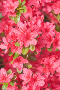 Vibrant Pink Azalea Blossoms in Full Bloom with Fresh Green Leaves in Sunny Spring Garden
