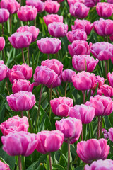 Obraz premium Lush Pink Double Tulips Blooming in Spring Garden with Soft Natural Light