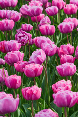 Fototapeta premium Vibrant Pink Double Tulips in Full Bloom with Lush Green Foliage in Spring Garden