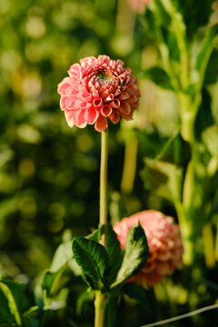 Pink pompon dahlia flower blooming on tall stem in sunny summer garden close up