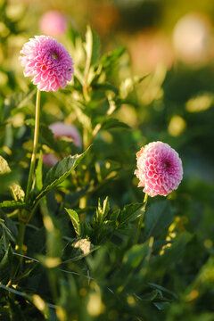 Growing beautiful dahlias. Growing autumn dahlia flowers.