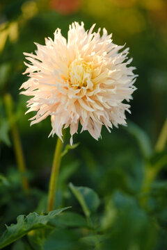 Peach cactus dahlia flower blooming on stem in sunny summer garden close up