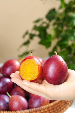 Fresh Sweet Plums from Chile Australia Hand Holding Ripe Red Stone Fruit with Golden Flesh Premium Imported Organic Healthy Snack
