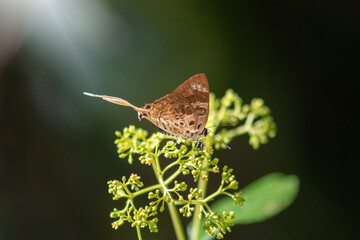 Plane or Bindahara phocides phocides Fabricius, 1793 , beautiful brown butterfly feeding It comes to suck the nectar in the pollen in Pang Sida National Park, Sa Kaeo , Thailand. © VespaFoto