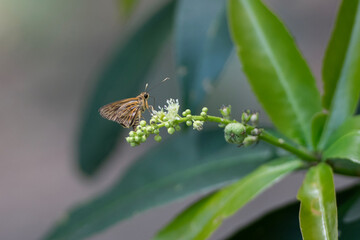 Taractrocera grass dart butterfly from the skipper  resting on  flower at Pang Sida National Park, Sa Kaeo Province, Thailand. © VespaFoto