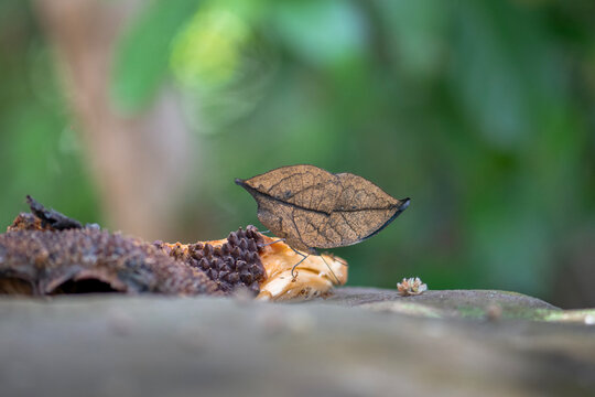Orange oakleaf, Indian oakleaf or dead leaf, is a nymphalid butterfly suck on Sweet juice from ripe fruit at Pang Sida National Park, Sa Kaeo Province, Thailand.