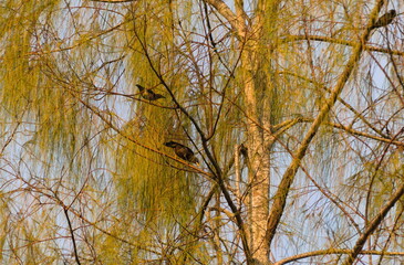 Fototapeta premium wild birds perched on tree branches in a natural forest habitat 