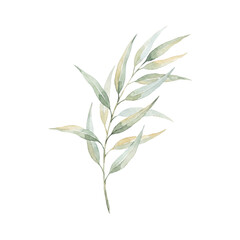 Fototapeta premium watercolor eucalyptus
