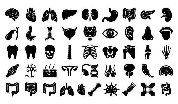 Human anatomy icons set organs bones and systems illustration
