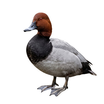isolated beautiful Male Pochard bird - detailed wildlife portrait	