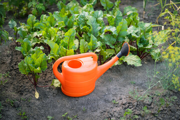 Orange watering can in garden with young beets for plant care   © Maria A