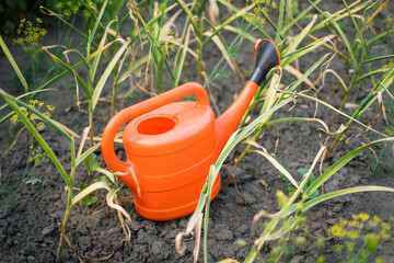 Red garden watering can beside a bunch of garlic with yellow leaves in garden   © Maria A