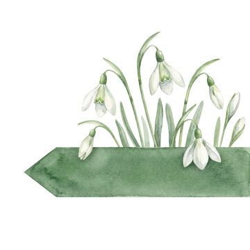 snowdrops on a white background