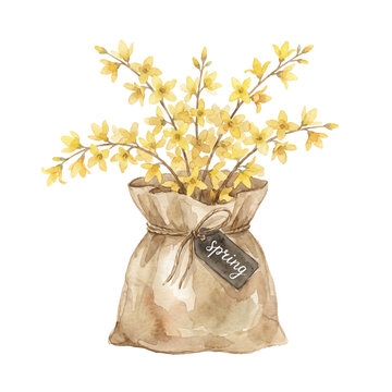 forsythia
