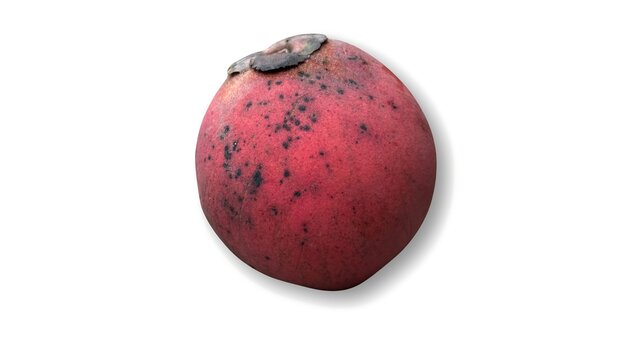 One singular red fruit with dark spots on a white background