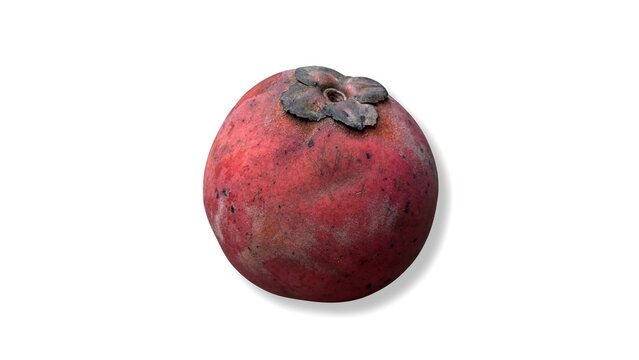 One singular reddish fruit with a dried calyx on a white background