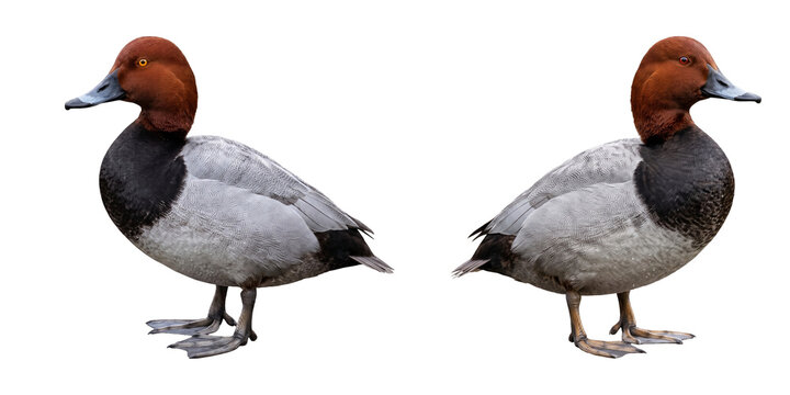 Two young Pochard birds