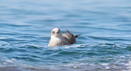 Obraz premium Yellow-legged gull, Larus michahellis juvenile, birds of Montenegro