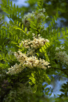 White Black Locust Blossoms on Green Tree Branches in Spring