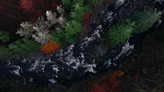 6k Aerial top down static view of a fast forest river flowing between evergreen trees and bare autumn branches. Dynamic water movement and natural textures create a dramatic scenic landscape.