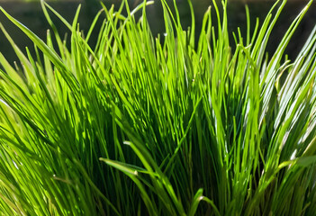 Naklejka premium Fresh green grass blades illuminated by sunlight, growth, nature, and environmental concepts