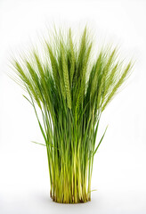 Obraz premium Fresh green wheat grass with developing seed heads, agriculture and healthy eating concept, isolated on a white background