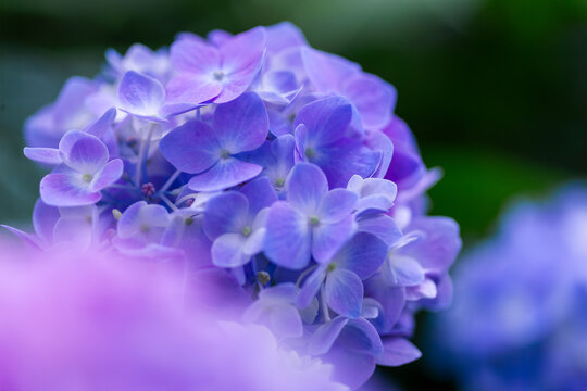 Close Up of Purple Hydrangea Blossoms with Soft Bokeh