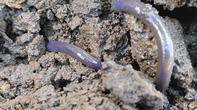 Close-up view of an earthworm moving through dark, moist soil. Worms coil in rich, textured soil. Soil particles stuck to its segmented body. Ideal for gardening, composting