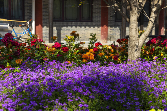 Colorful Flower Garden in Courtyard