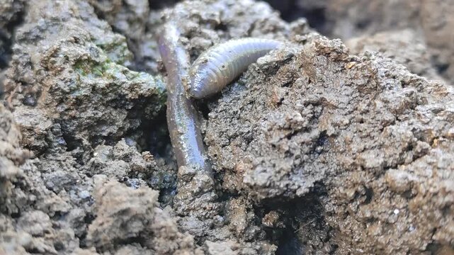 Close-up view of an earthworm moving through dark, moist soil. Worms coil in rich, textured soil. Soil particles stuck to its segmented body. Ideal for gardening, composting