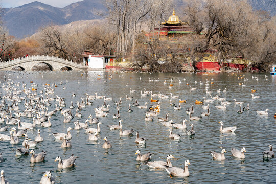 Geese on Lake at Zongjiao Lukang Park in Lhasa Tibet