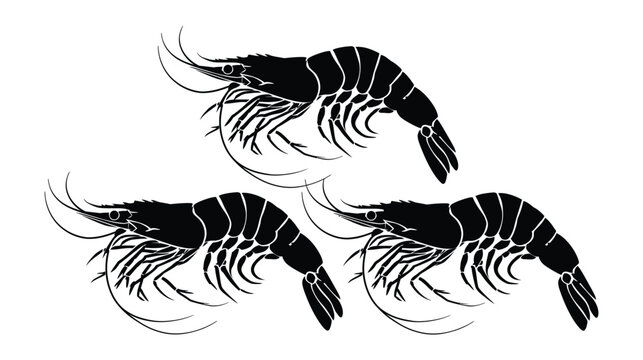 Shrimp silhouette illustration with three black prawns on white background