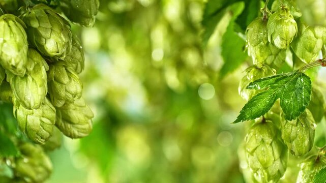 Slow Motion Detail of Hops Cones Gently Moving in the Wind. Ready to Crop Concept with Copy Space for Logo or Text Placement. Filmed on High Speed Cinema Camera.