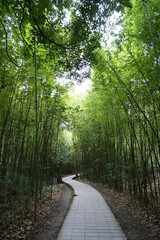 Obraz premium Curving Boardwalk Through Lush Bamboo Forest
